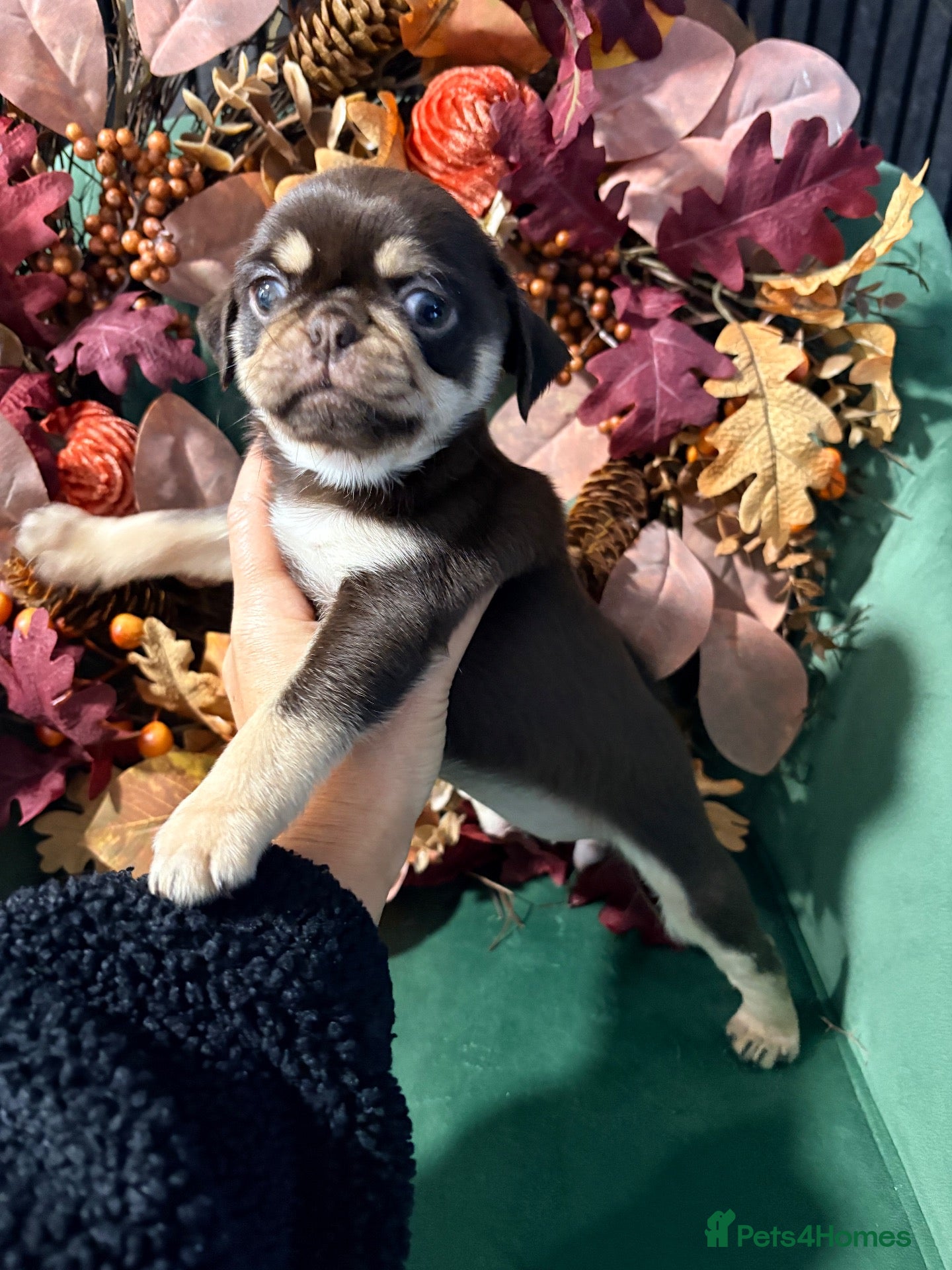 Pug dogs Panda 🐼 pug puppies carrying pink - Advert 2