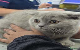 British Shorthair cats for sale: LAST ONE Teddy Bristish Short kittens - Image 3