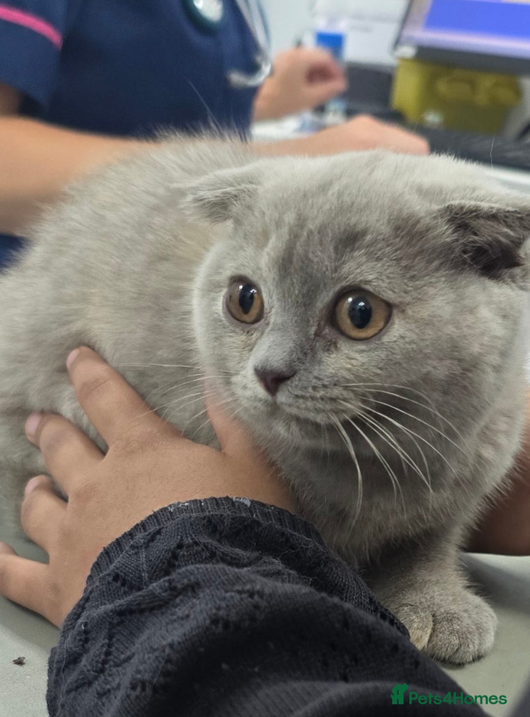 British Shorthair cats for sale: LAST ONE Teddy Bristish Short kittens - Image 3