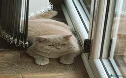 British Shorthair cats for sale: Fawn male Shorthair Tica  - Image 18