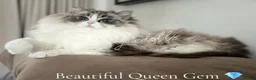 Ragdoll cats for sale: ✨Ragdoll Kittens Raised With Love xx  - Advert 8