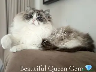 Ragdoll cats ✨Ragdoll Kittens Raised With Love xx - Advert 1