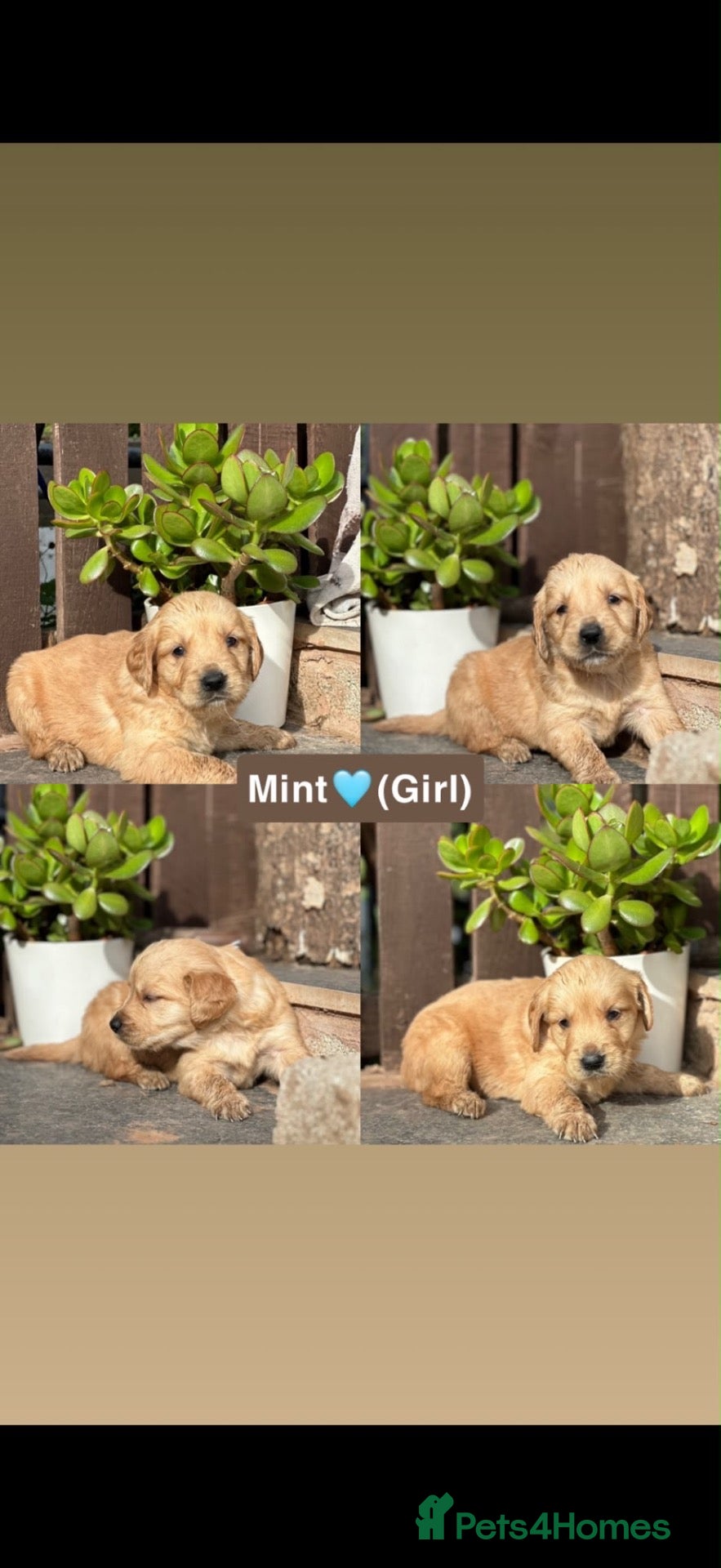 Golden Retriever dogs Golden Retriever Puppies Pedigree - Advert 4