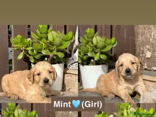 Golden Retriever dogs Golden Retriever Puppies Pedigree - Advert 1