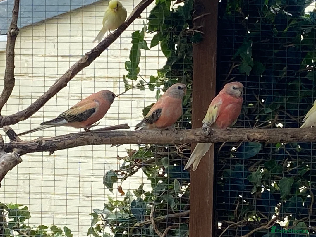 Mixed Breed birds for sale: Mixed birds ideal for new aviary  - Advert 1