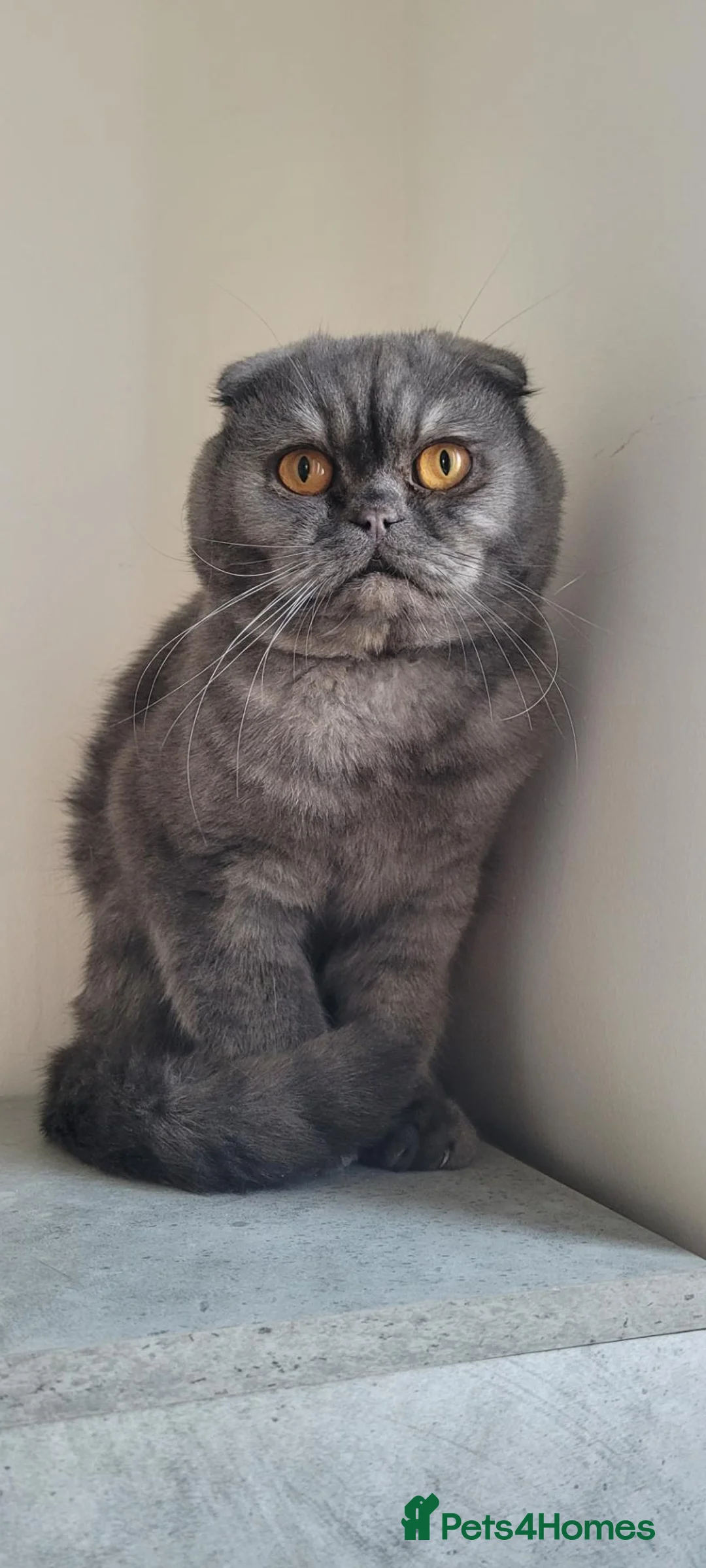 Scottish Fold cats for sale:  lovely Scottish Fold boy ❤️ - Advert 1