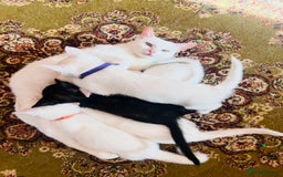 Mixed Breed cats for sale: *READY NOW* 3 Beautiful White Kittens - Image 19