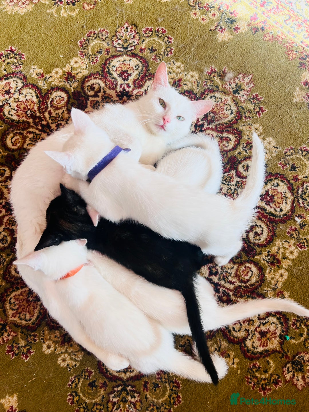 Mixed Breed cats for sale: *READY NOW* 3 Beautiful White Kittens - Image 19