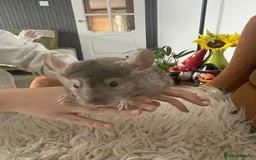 Chinchilla rodents for sale: Boy chinchilla for sale - Image 5