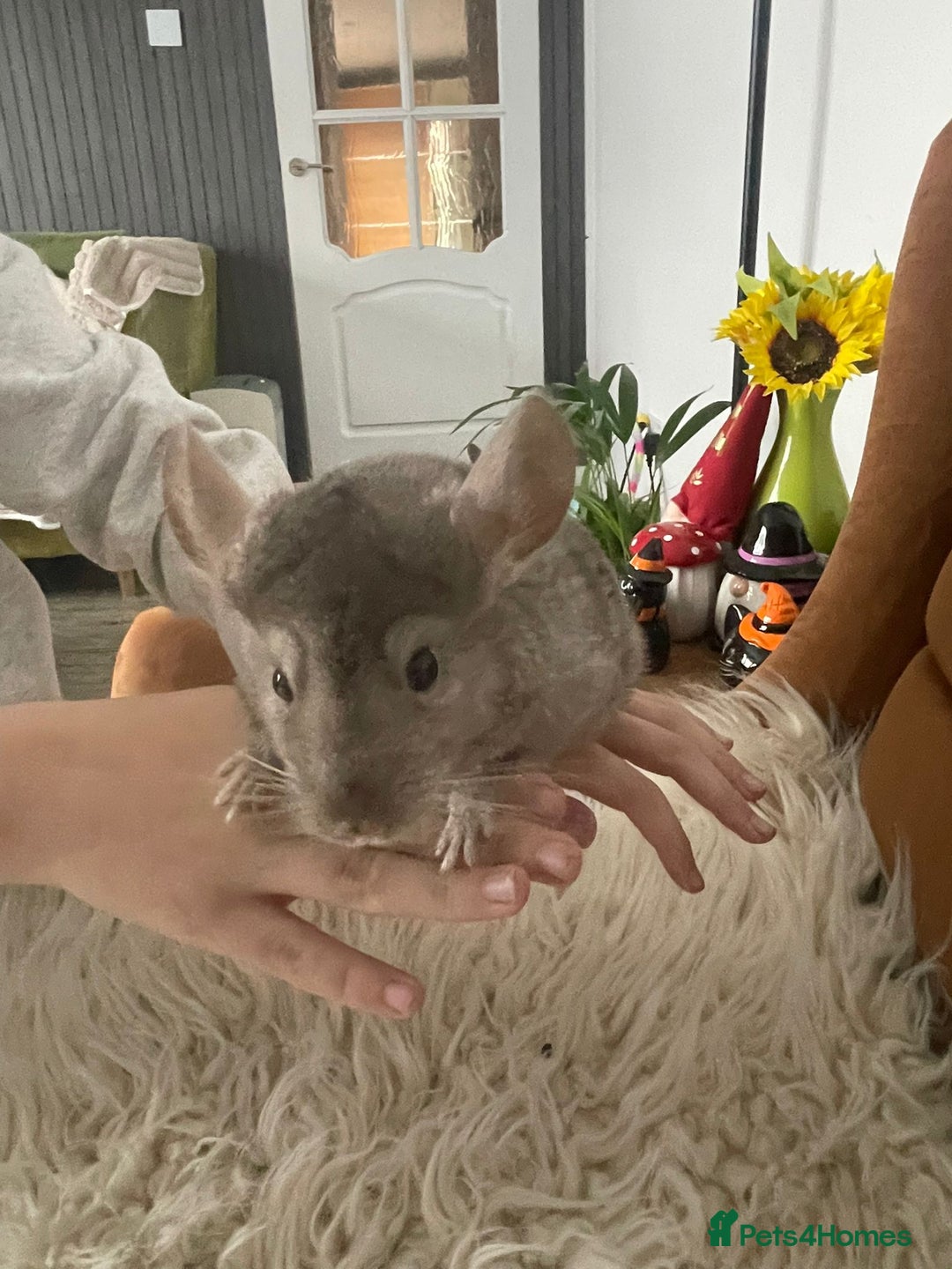 Chinchilla rodents for sale: Boy chinchilla for sale - Image 5