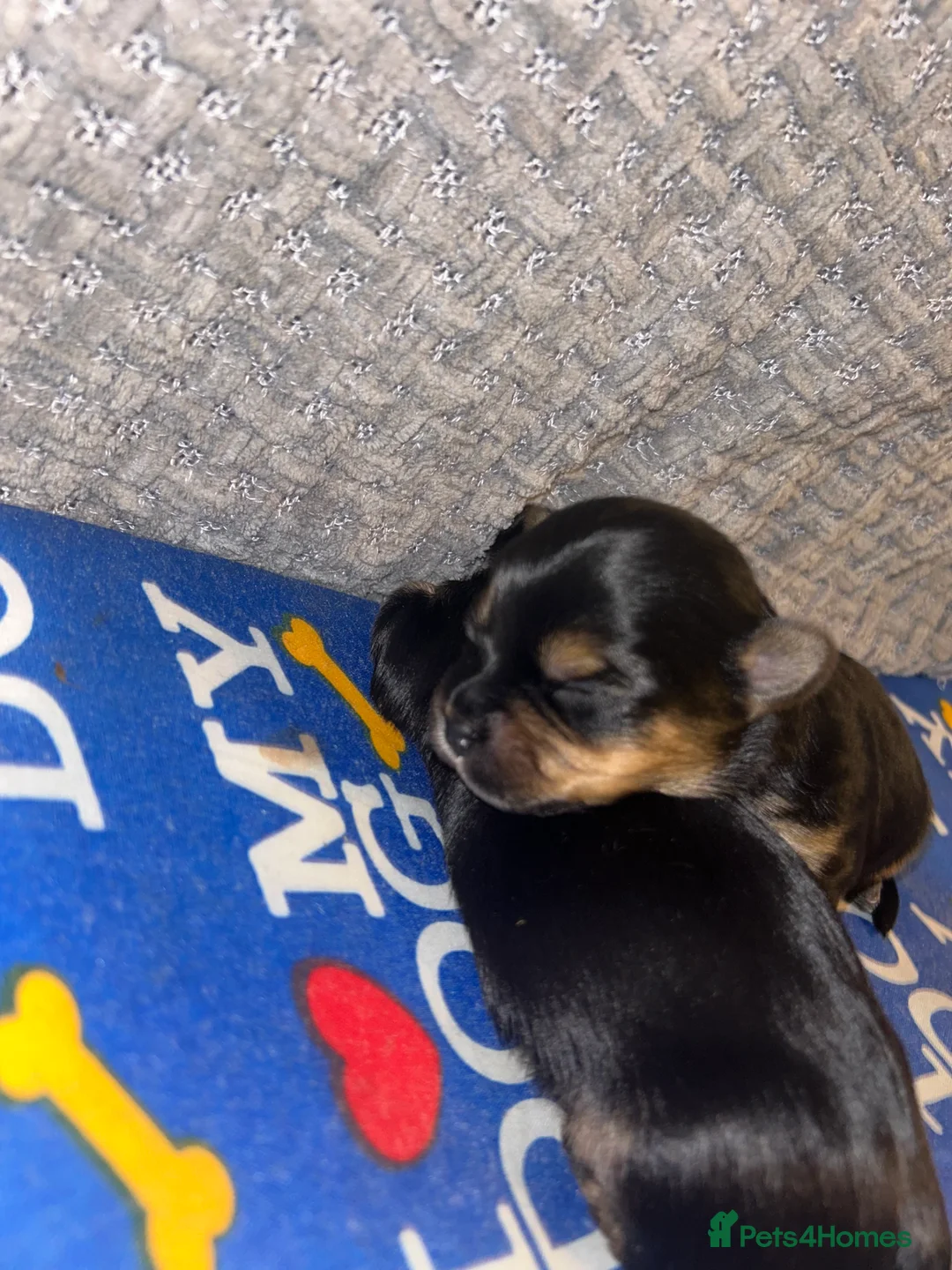 Yorkshire Terrier dogs for sale: Yorkshire terrier 🐶 puppies  in Bradford - Advert 2