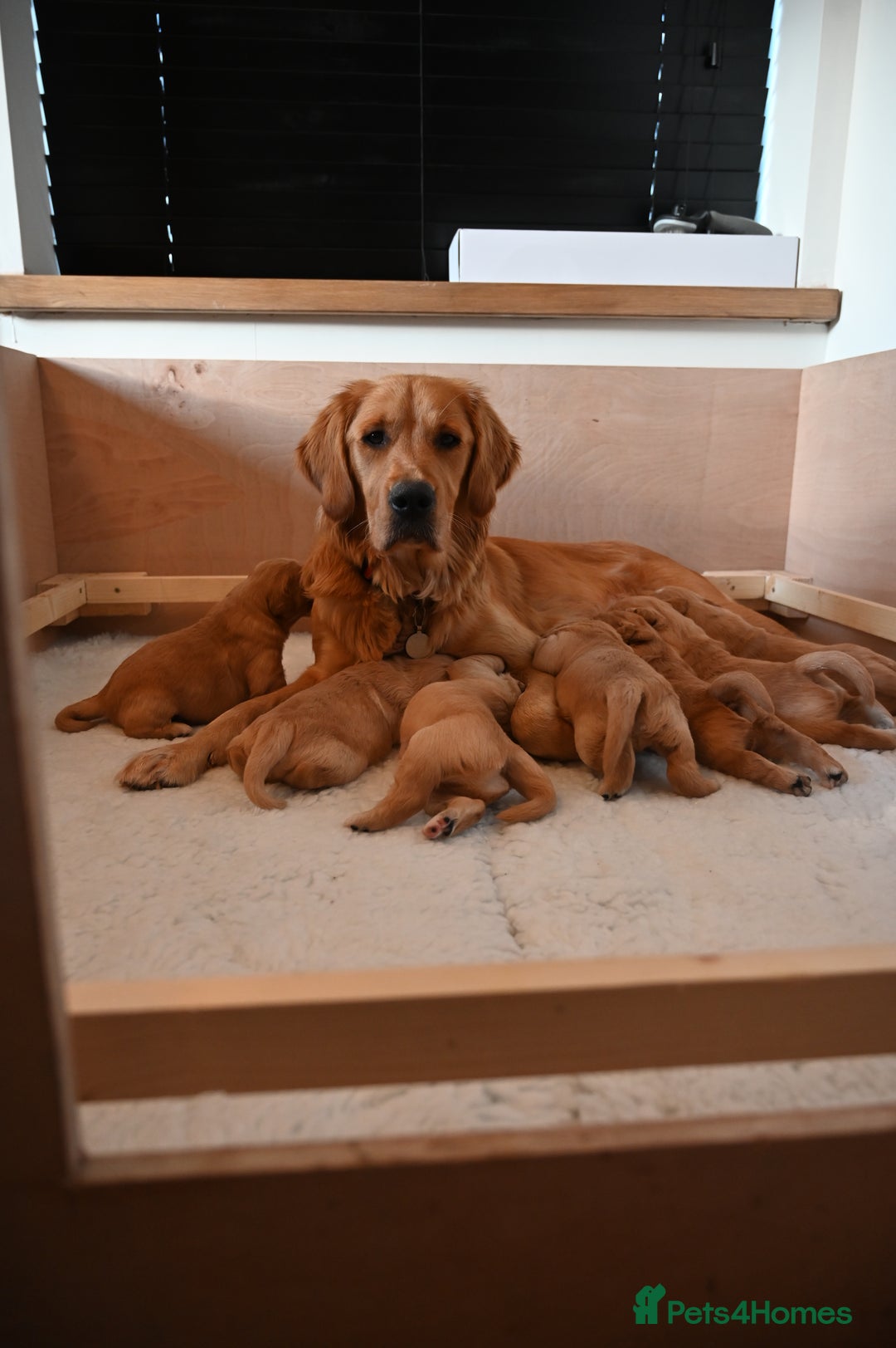 Golden Retriever dogs for sale: Golden Retriever pups for sale - Advert 1