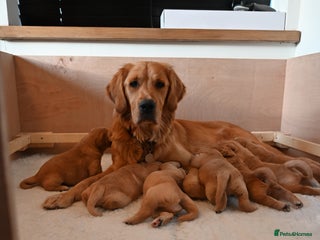 Golden Retriever dogs Golden Retriever pups for sale - Advert 6