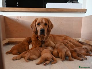 Golden Retriever dogs Golden Retriever pups for sale - Advert 1