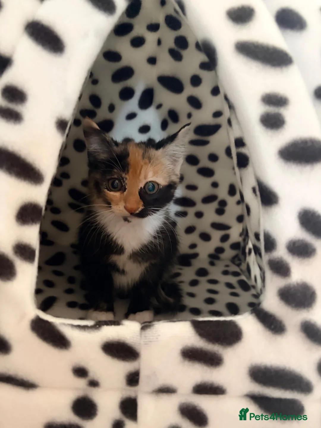 Mixed Breed cats for sale: Calico kitten - Advert 6