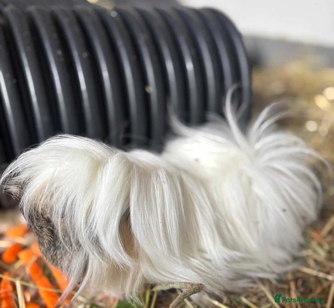 Guinea Pig rodents for sale: Peruvian and short haired sows for sale  - Image 8