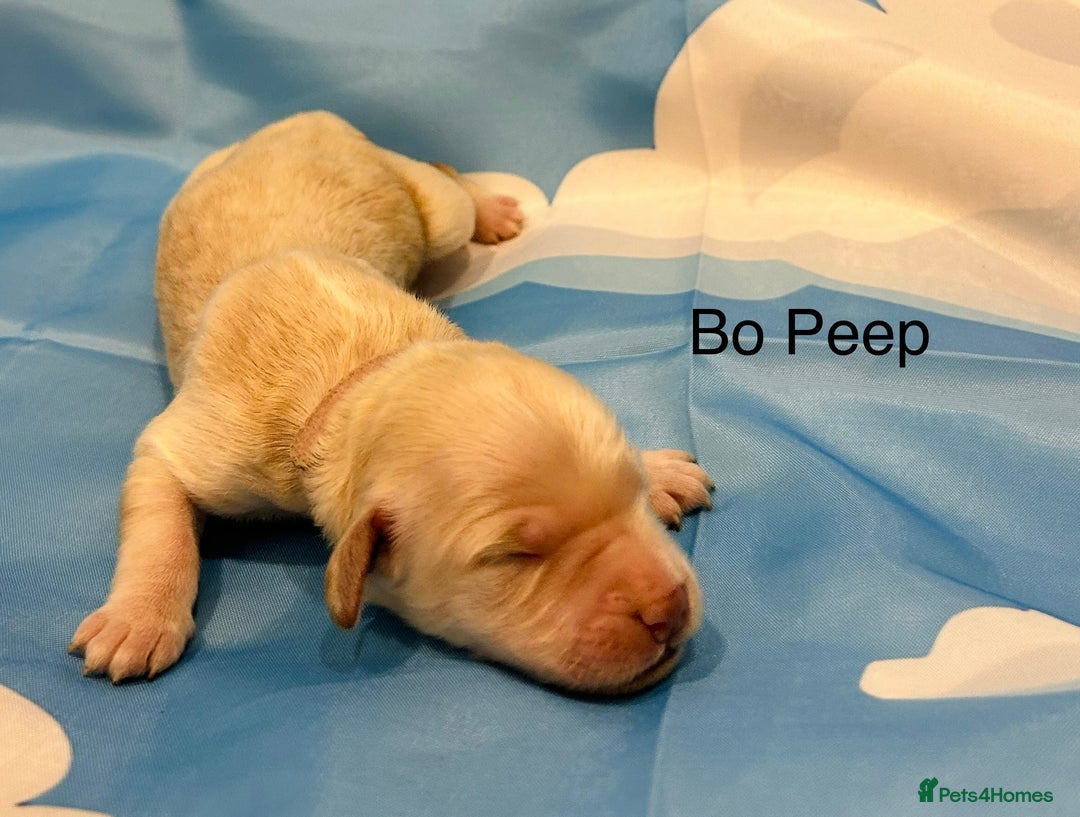 Double Doodle dogs for sale: Double doodle litter born 24/07/25 - Image 15