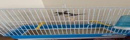 Finches birds for sale: Pair of bengalese finches - Advert 3
