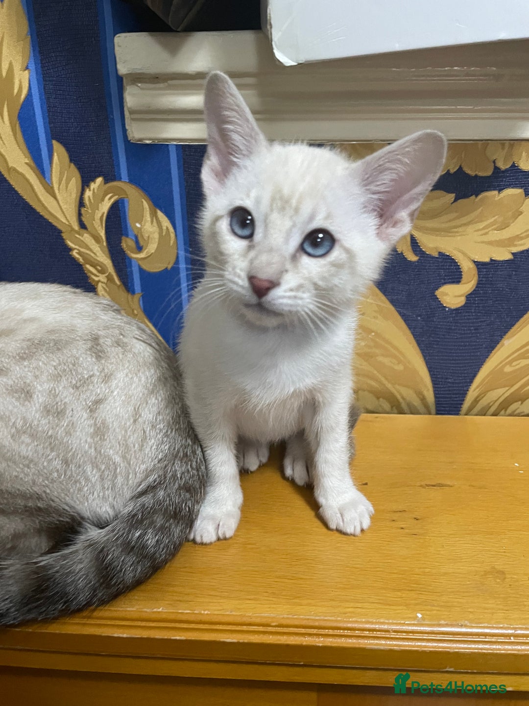 Bengal cats for sale: ABSOLUTELY BEAUTIFUL KITTENS 🐈‍⬛ XX - Advert 23