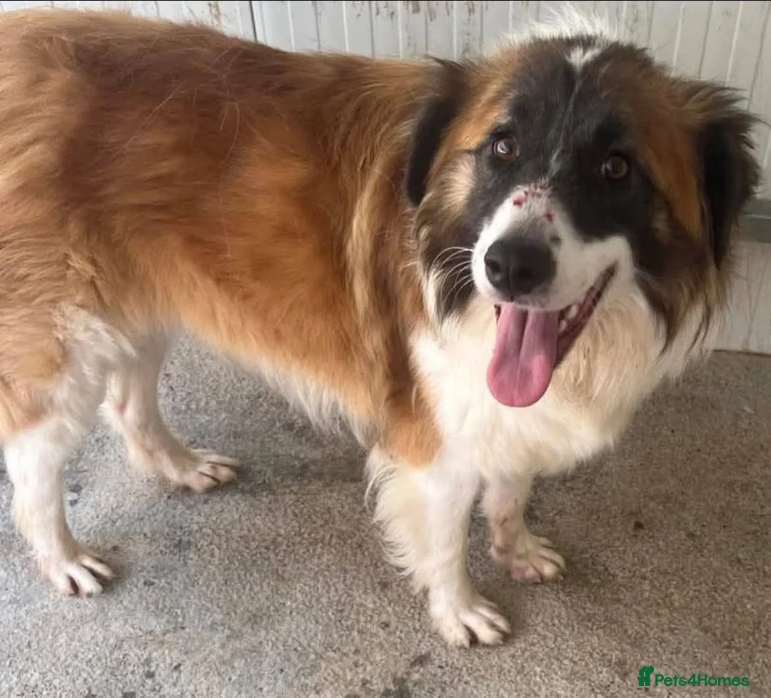 Mixed Breed dogs for adoption: Meet Musketeer,  currently residing in Fife - Advert 9