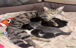 Mixed Breed cats for sale: 2 beautiful kittens left  - Image 11