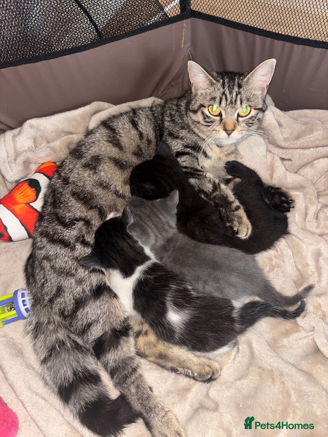 Mixed Breed cats for sale: 2 beautiful kittens left  - Image 11