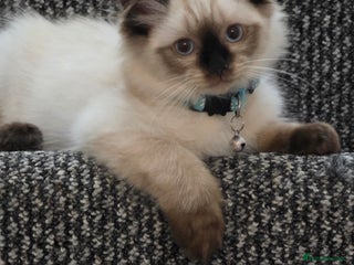 Ragdoll cats Beautiful Ragdoll kittens ready for a new home - Advert 7