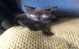 Mixed Breed cats for sale: Gorgeos - Image 4