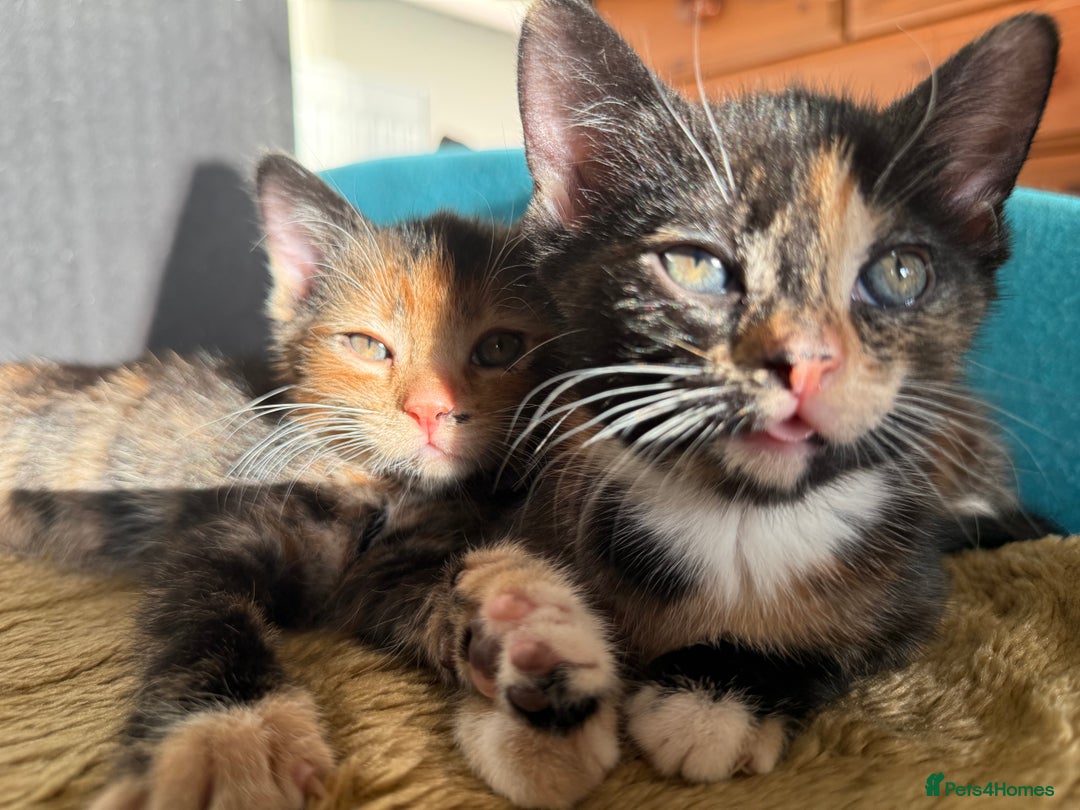 Mixed Breed cats for sale: Cute baby kittens - Advert 2