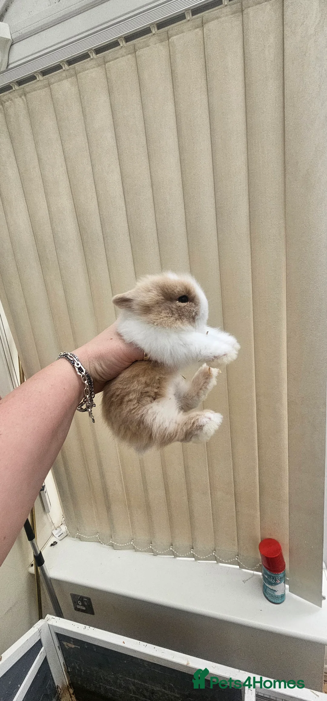 Dwarf Lop rabbits for sale:  2 Baby dwarf lionhead bunnies for sale  - Advert 6