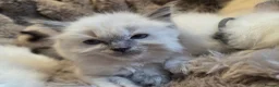 Ragdoll cats for sale: 🏆GCCF REG. EXTENSIVELY TESTED RAGDOLL KITTENS🌟 - Advert 17
