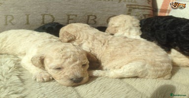 Poodle dogs in Spennymoor - Advert 8