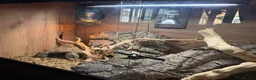 Leopard Gecko reptiles for sale: Leopard Gecko with Enclosure  in Nottingham - Advert 8