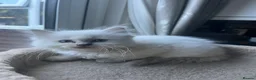 Ragdoll cats for sale: Gorgeous Tica ragdoll kittens  - Advert 36