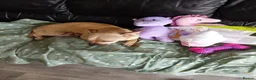 Mixed Breed dogs for sale: Gorgeous French Bull dog cross Chihuahua puppies  - Advert 9