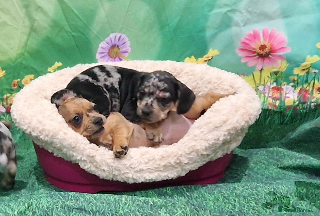 Mixed Breed dogs for sale: Dapple Dachshund mixed breed pups  - Image 12