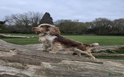 Cocker Spaniel dogs for sale: Chocolate Roan & Tan Cocker Spaniel Girl - Image 8