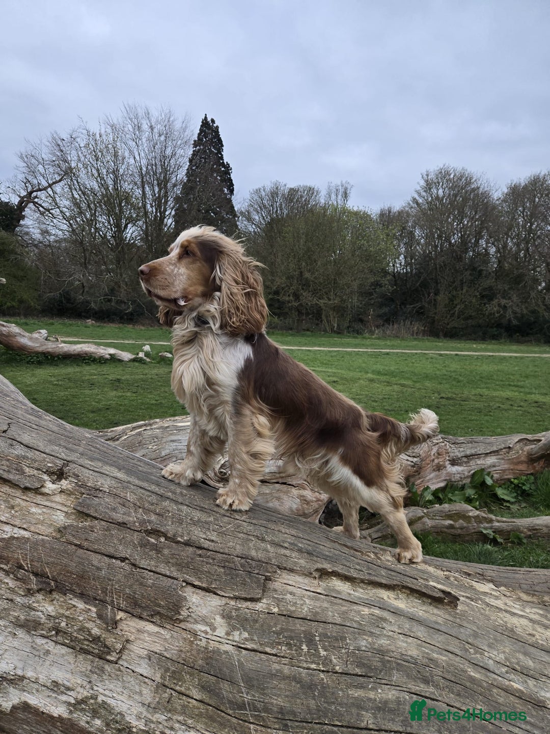 Cocker Spaniel dogs for sale: Chocolate Roan & Tan Cocker Spaniel Girl - Image 8