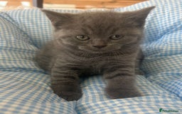 British Shorthair cats for sale: Beautiful cuddly, British short hair kittens  - Image 9