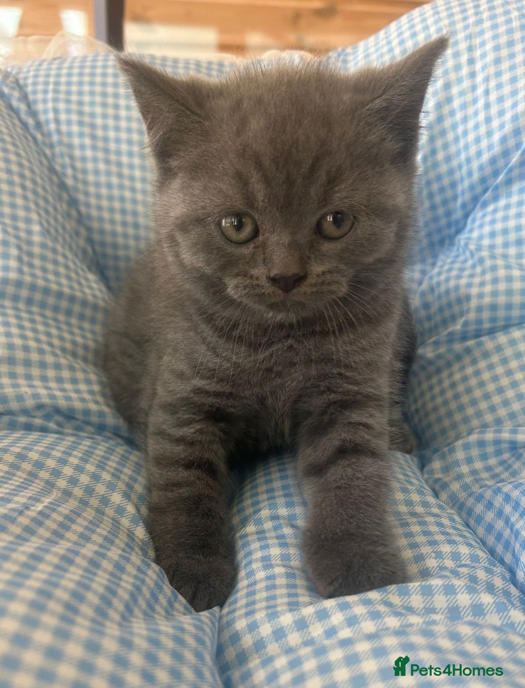 British Shorthair cats for sale: Beautiful cuddly, British short hair kittens  - Image 9