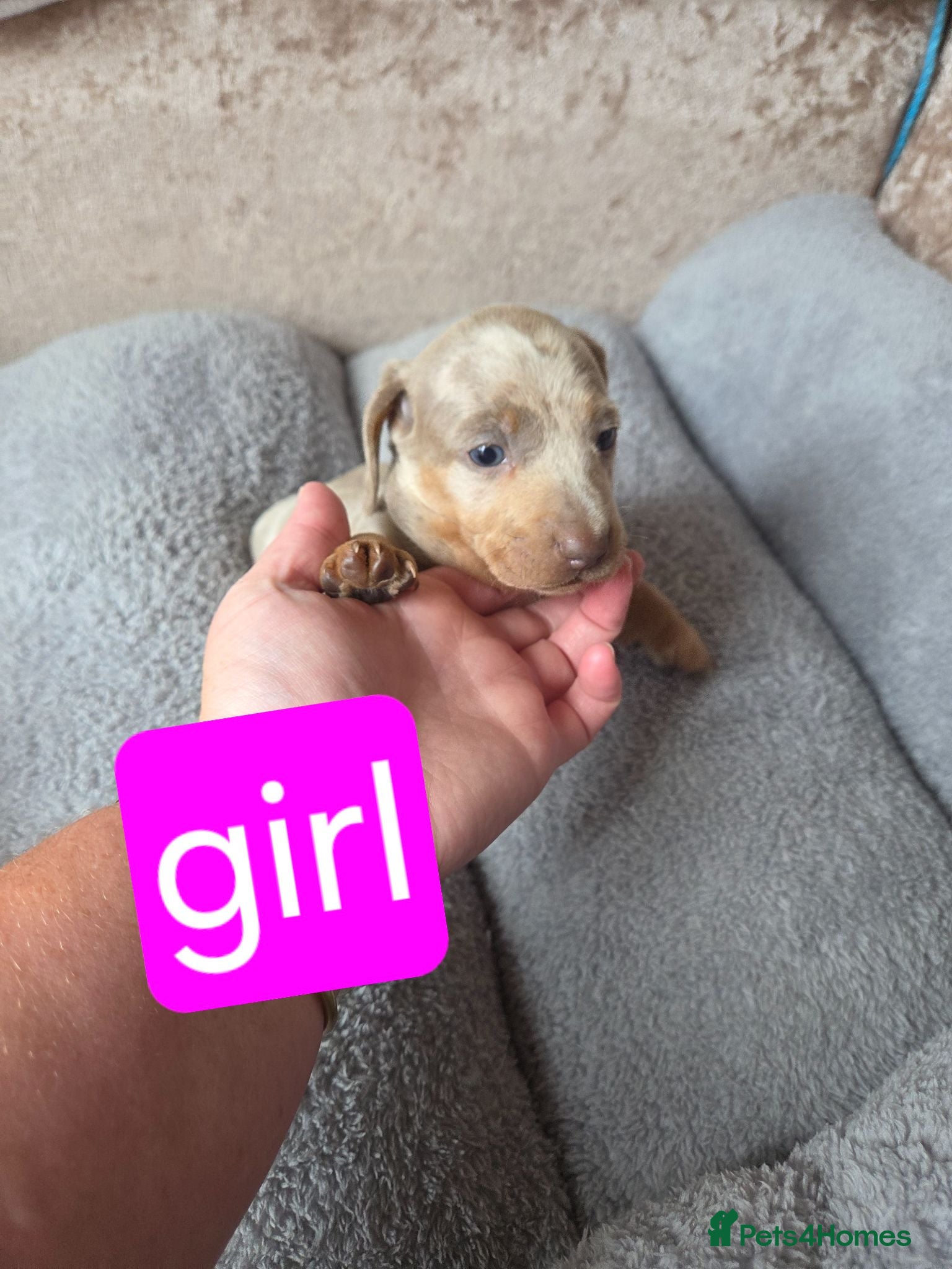 Dachshund dogs Dachshund Puppies for Sale  - Advert 2