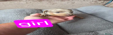 Dachshund 3