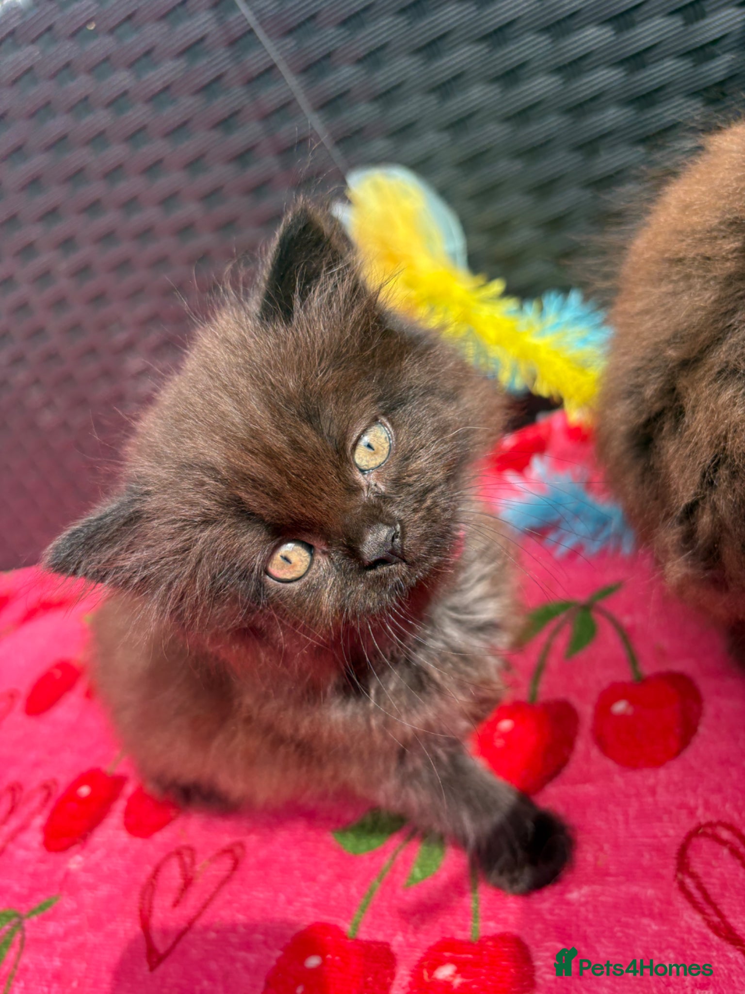 Mixed Breed cats for sale: Ragdoll x kittens  - Advert 5