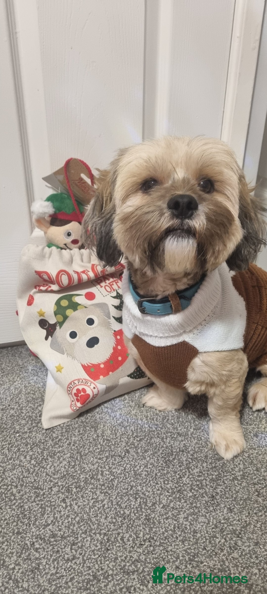 Lhasa Apso dogs for sale: Rehoming Doug - Advert 1