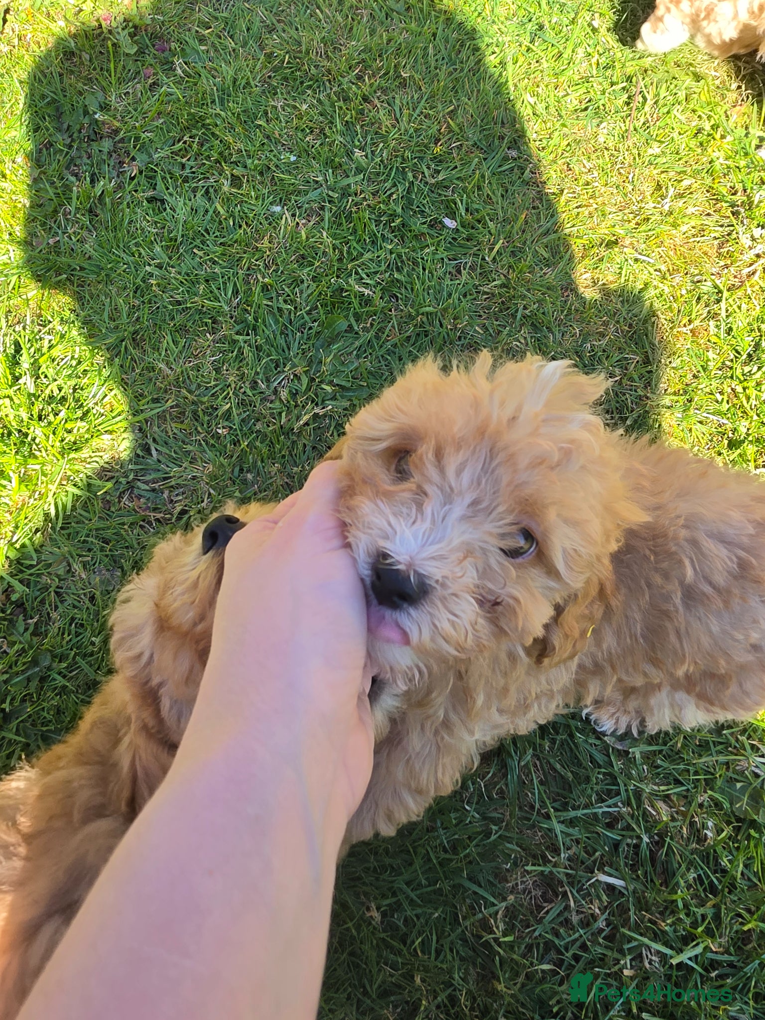 Poochon dogs for sale: Boys 850 , Girls 1050  - Advert 27