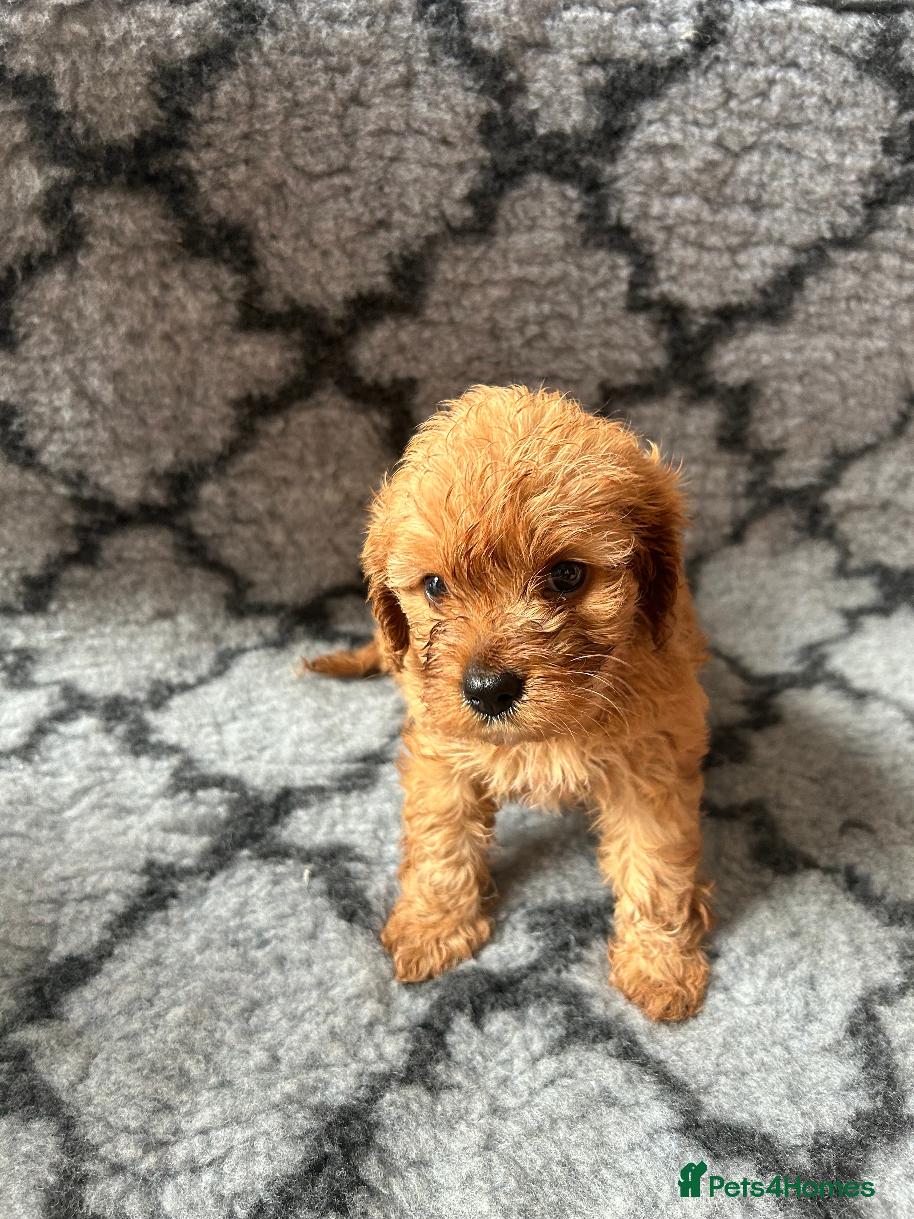 Cavapoo dogs Gorgeous cavapoo puppies - Advert 16