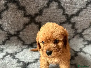Cavapoo dogs Gorgeous cavapoo puppies - Advert 16
