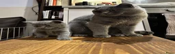 British Shorthair cats for sale: TICA registered Champion Bloodline BSH Kittens - Advert 15