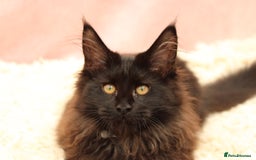 Maine Coon cats for sale: 🔥Last Maine Coon kitten available 🔥 - Image 25