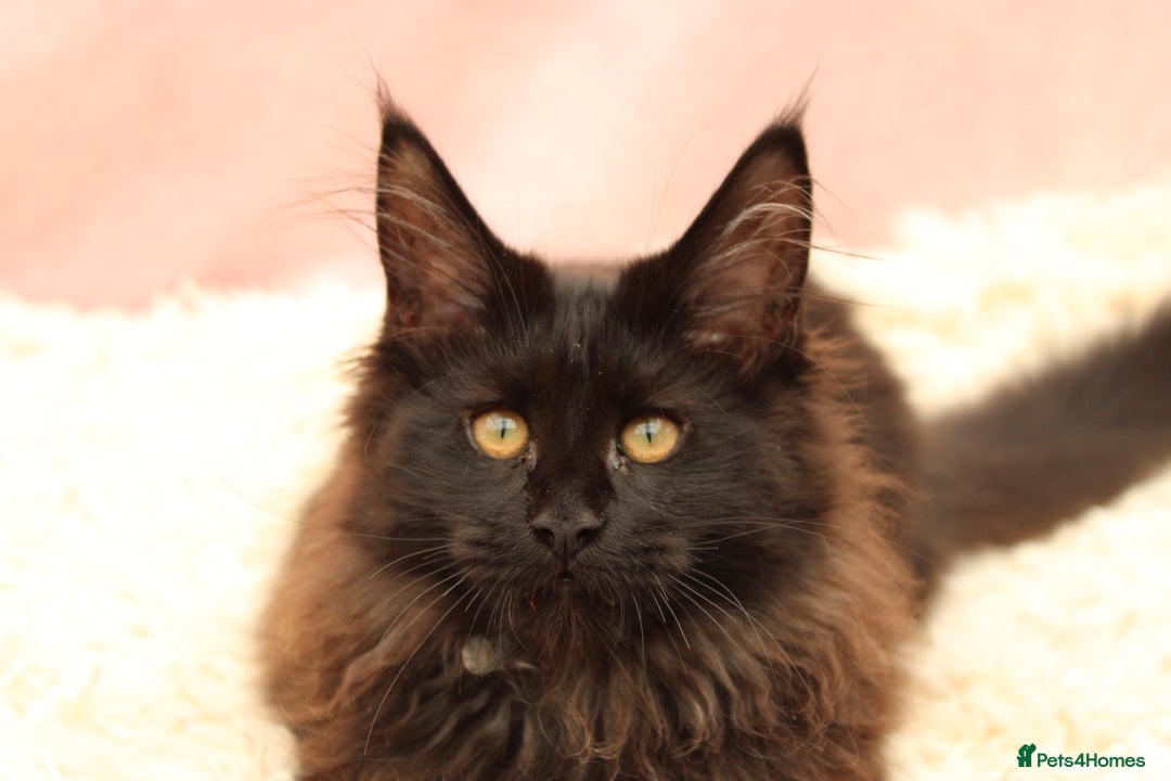 Maine Coon cats for sale: 🔥Last Maine Coon kitten available 🔥 - Image 25